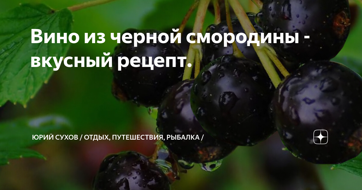 Вино из черной смородины вкусный рецепт Юрий Сухов Отдых