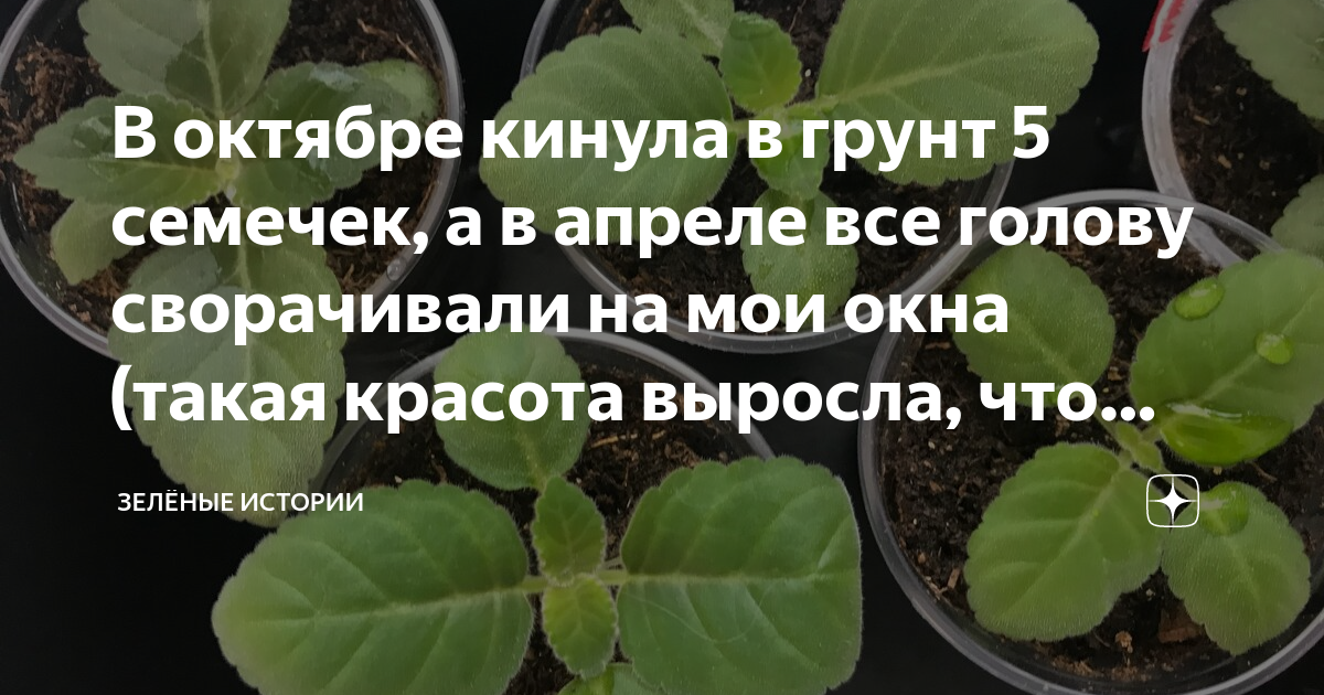 В октябре кинула в грунт 5 семечек а в апреле все голову сворачивали