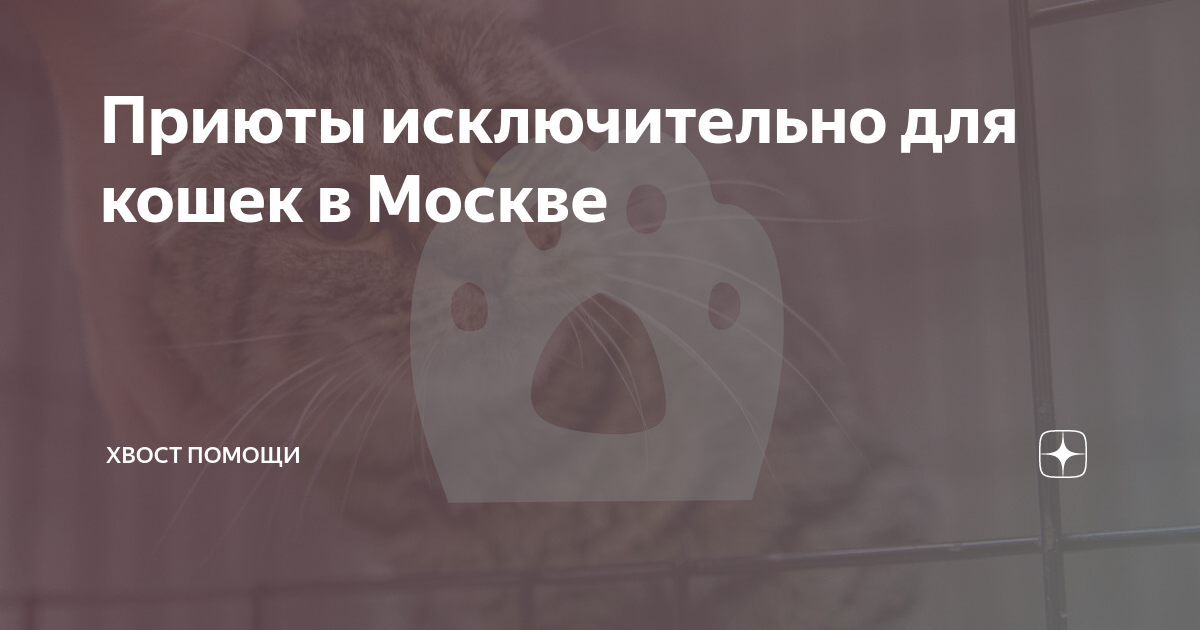 Приюты исключительно для кошек в Москве Хвост помощи Дзен