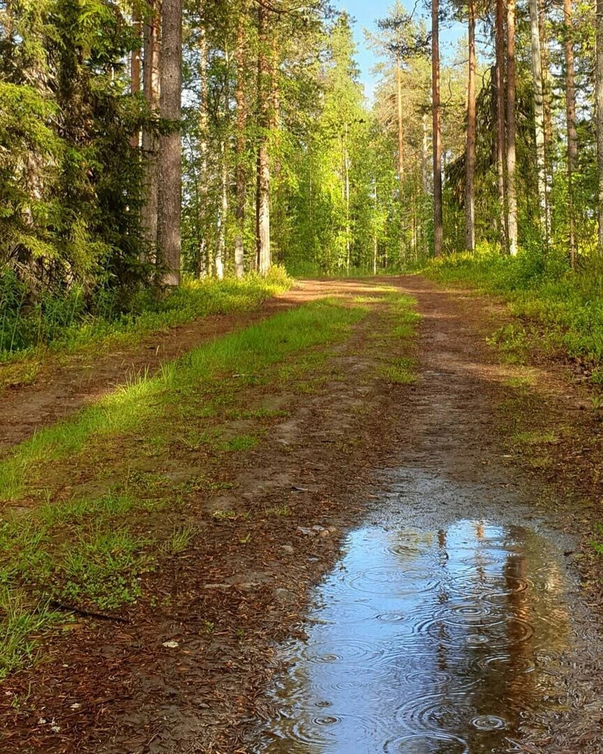 Лес после дождя