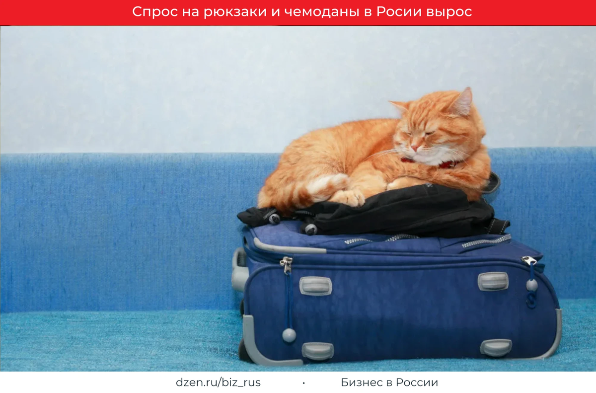 Кот с чемоданом картинки