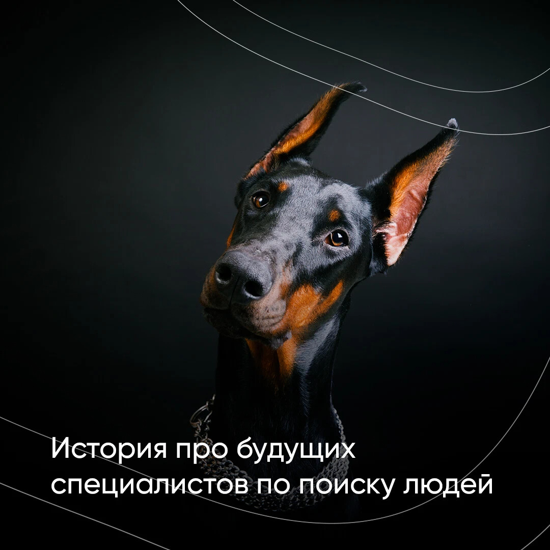 Доберман заставка