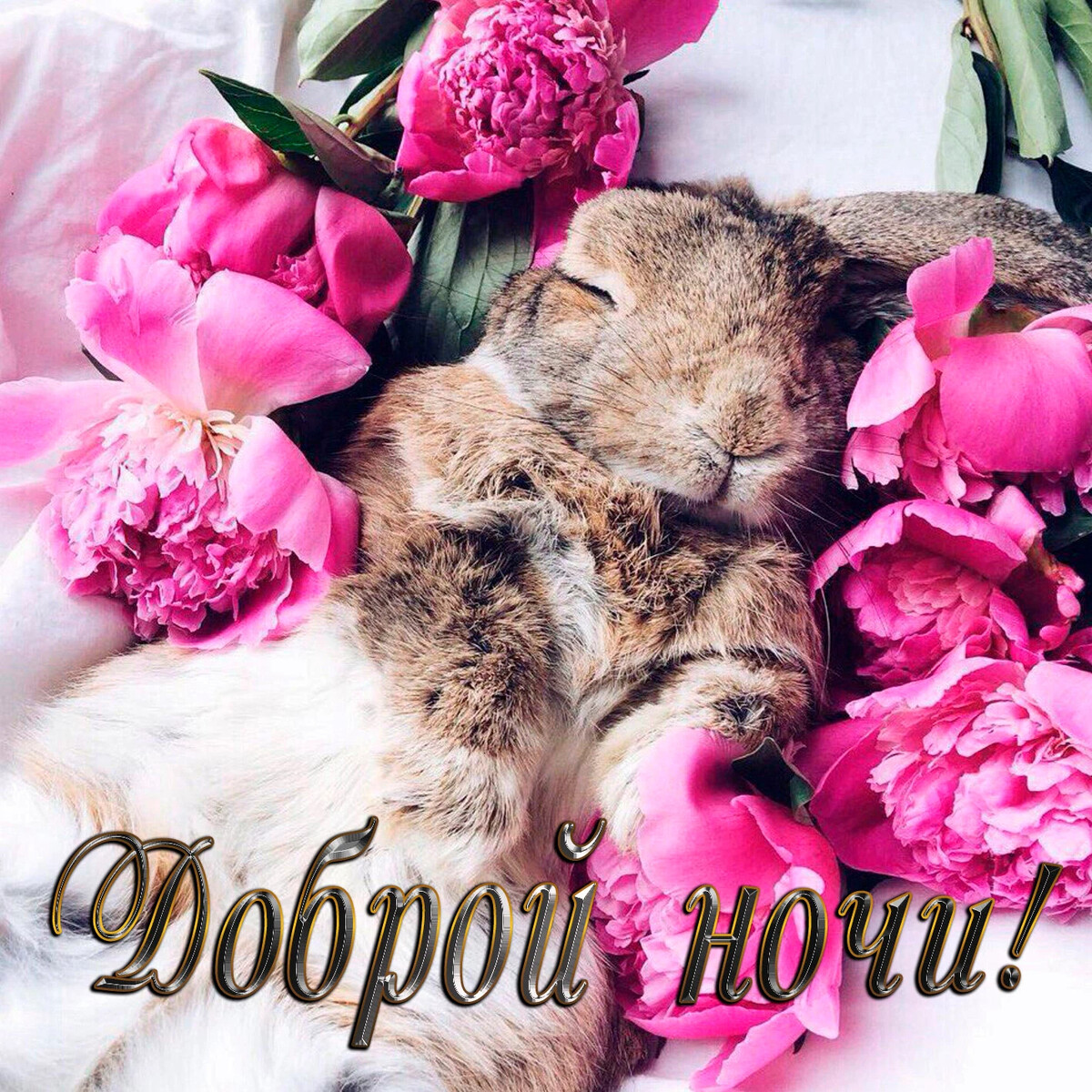 С добрым утром кролик