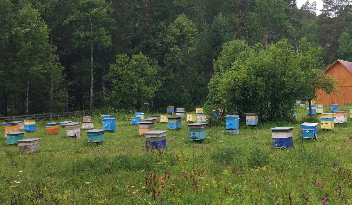 Пасека