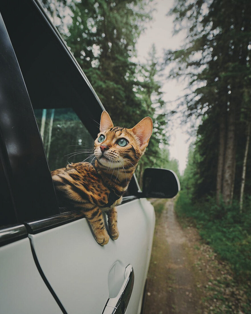 Котик на машине