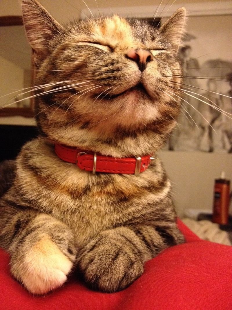Довольная кошка
