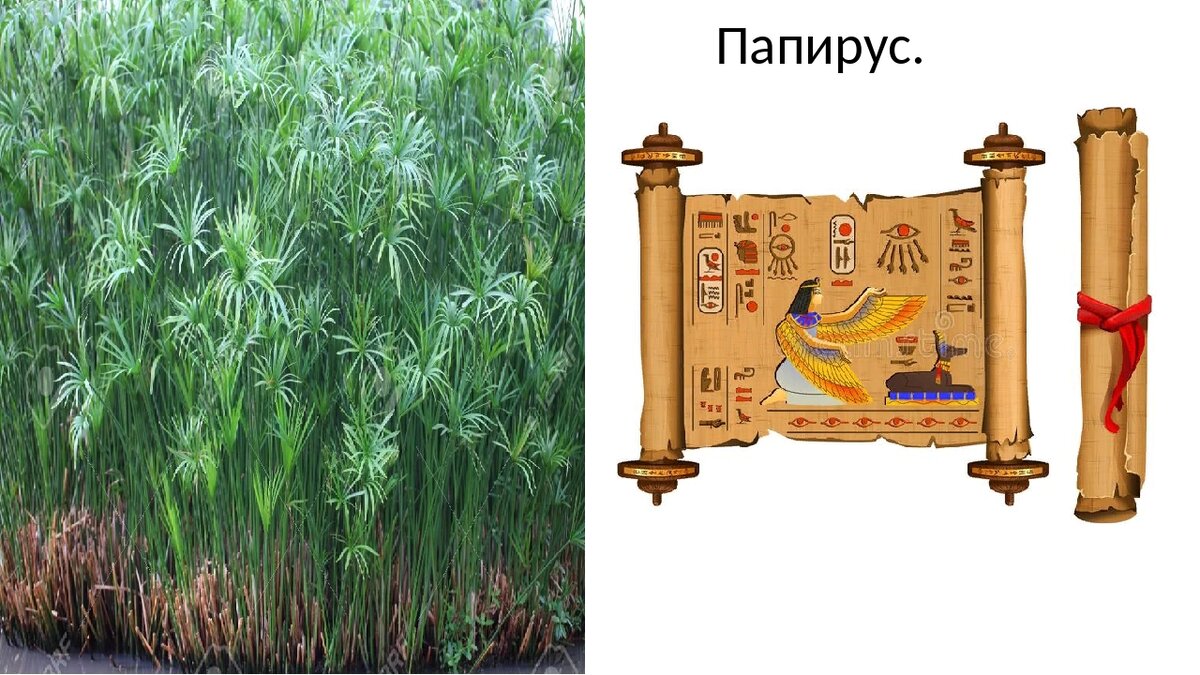 Картинки Папируса