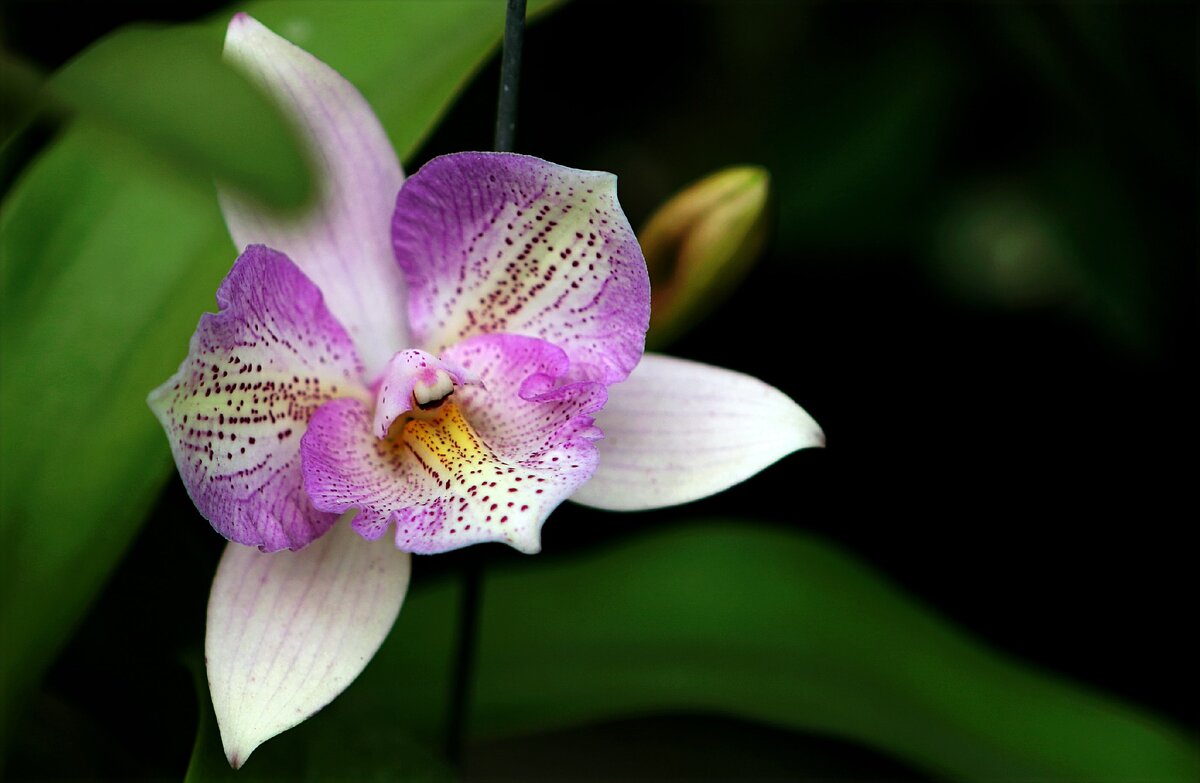 Орхидея Гули