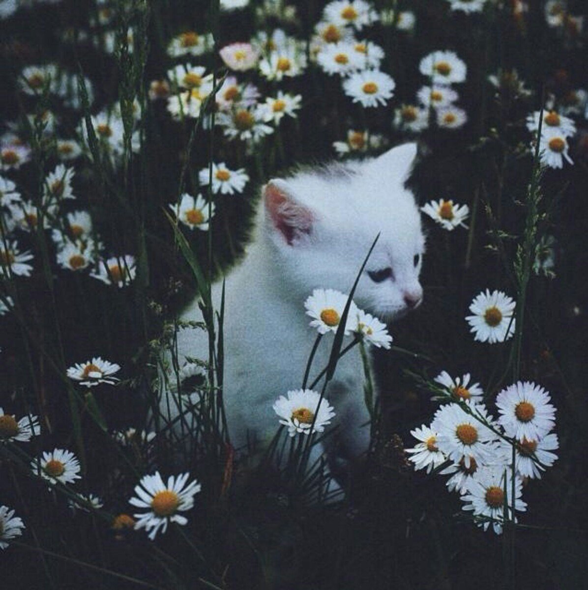 Эстетичные коты