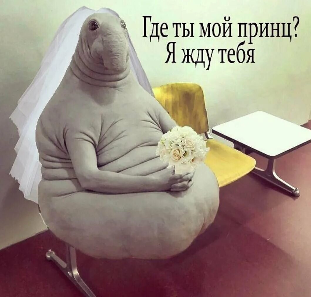 Сижу и жду картинки прикольные
