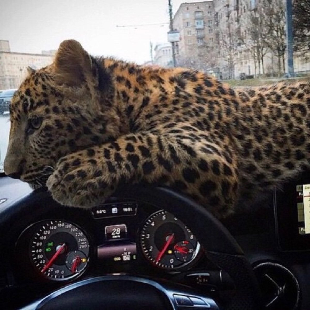 Тигр и ягуар