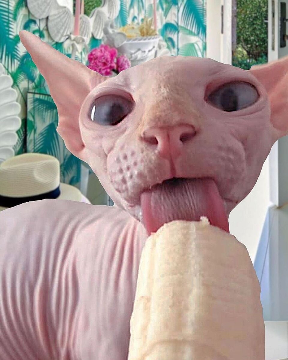 Толстые сфинксы коты