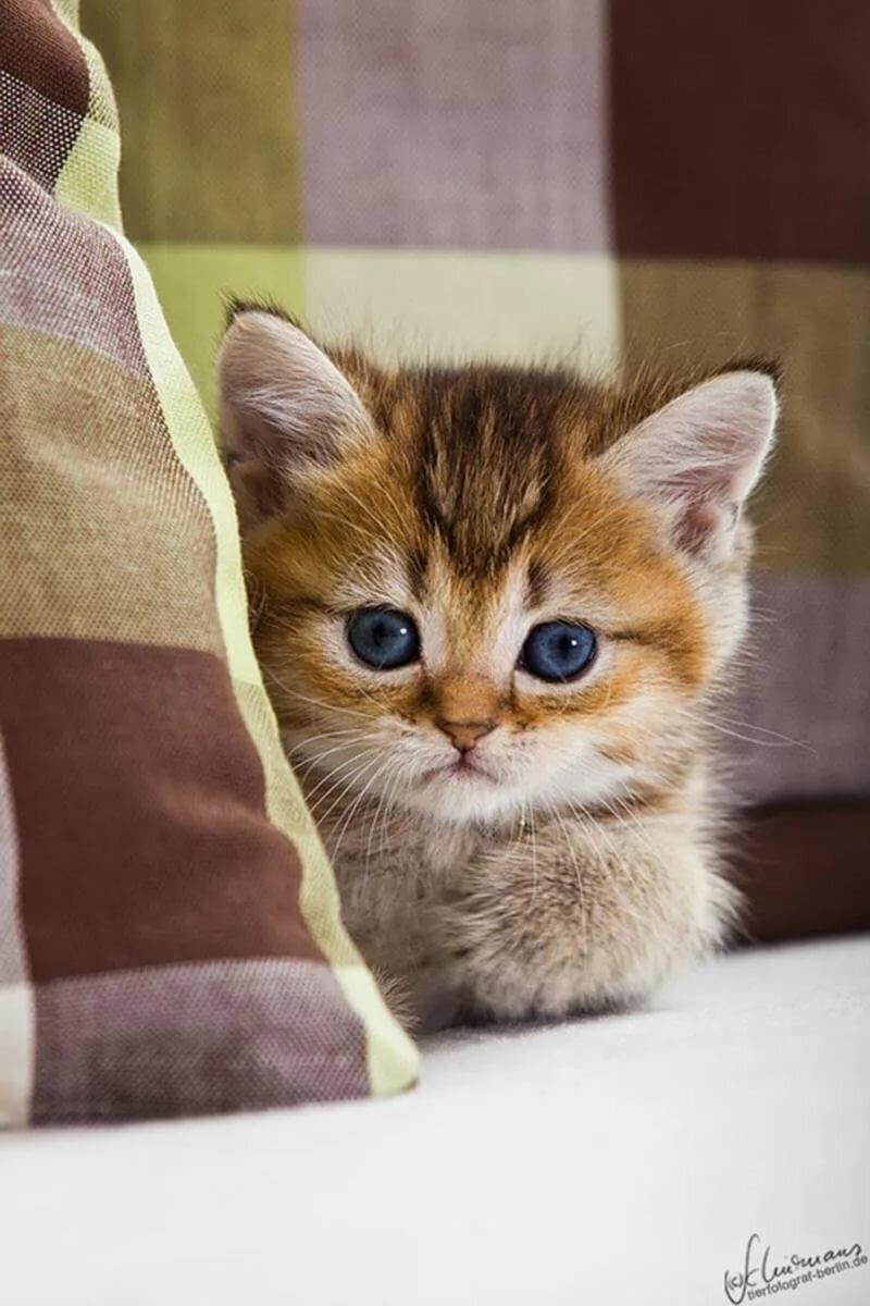 Миленькие
