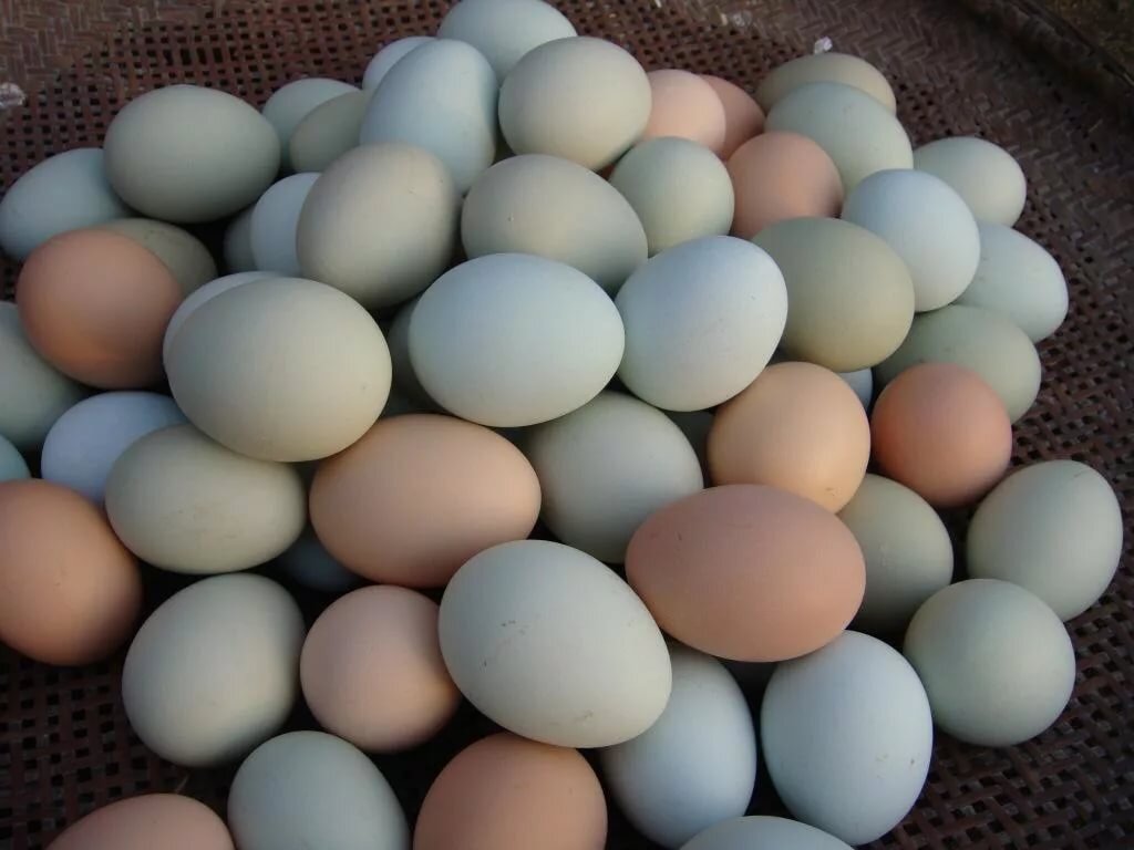 Цвет Яичной Скорлупы