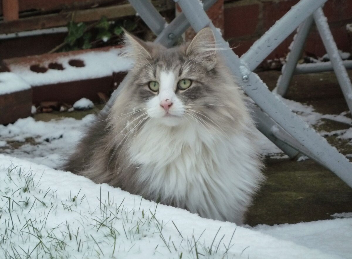 Северные коты