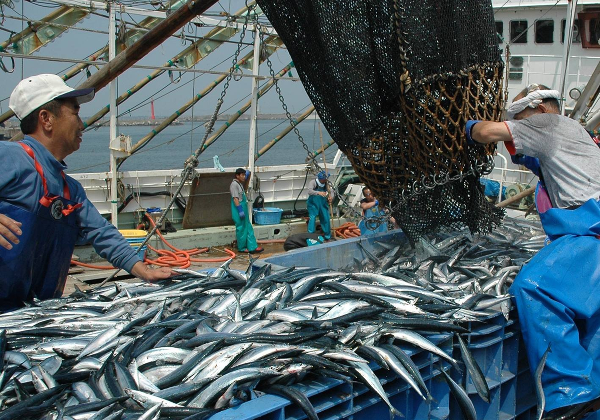 Рыбы японского моря