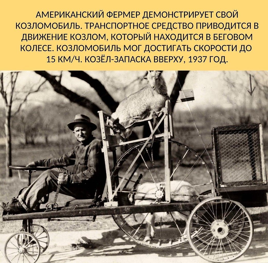 Американский козел