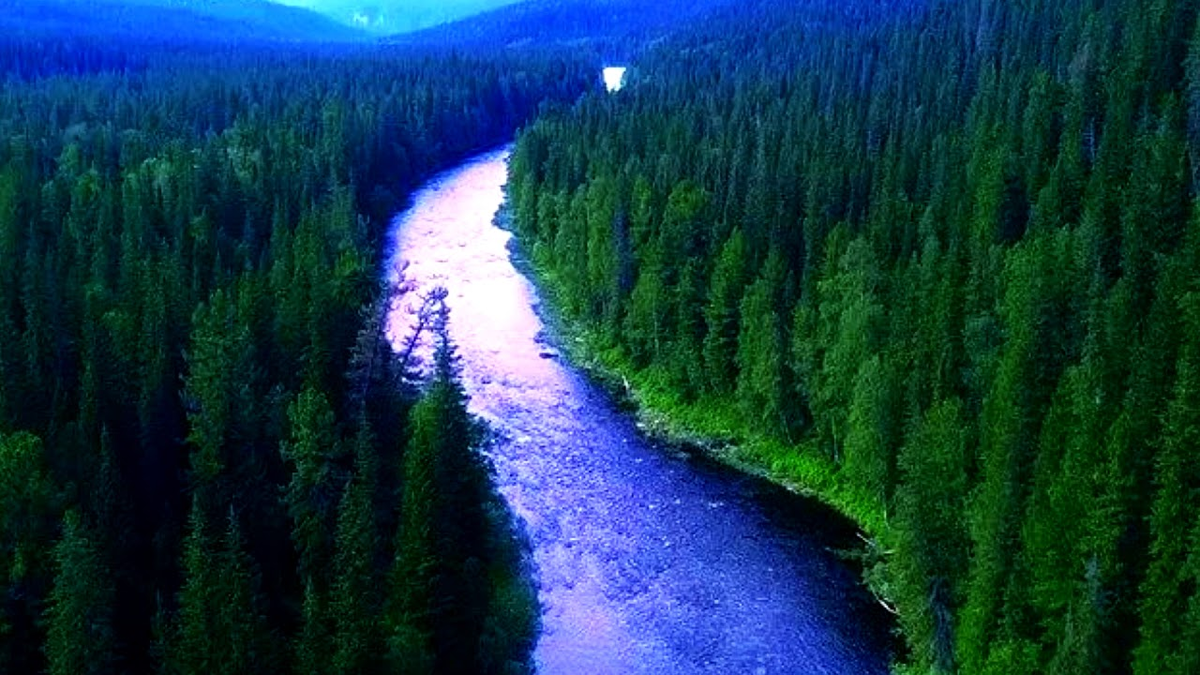Картинки тайги