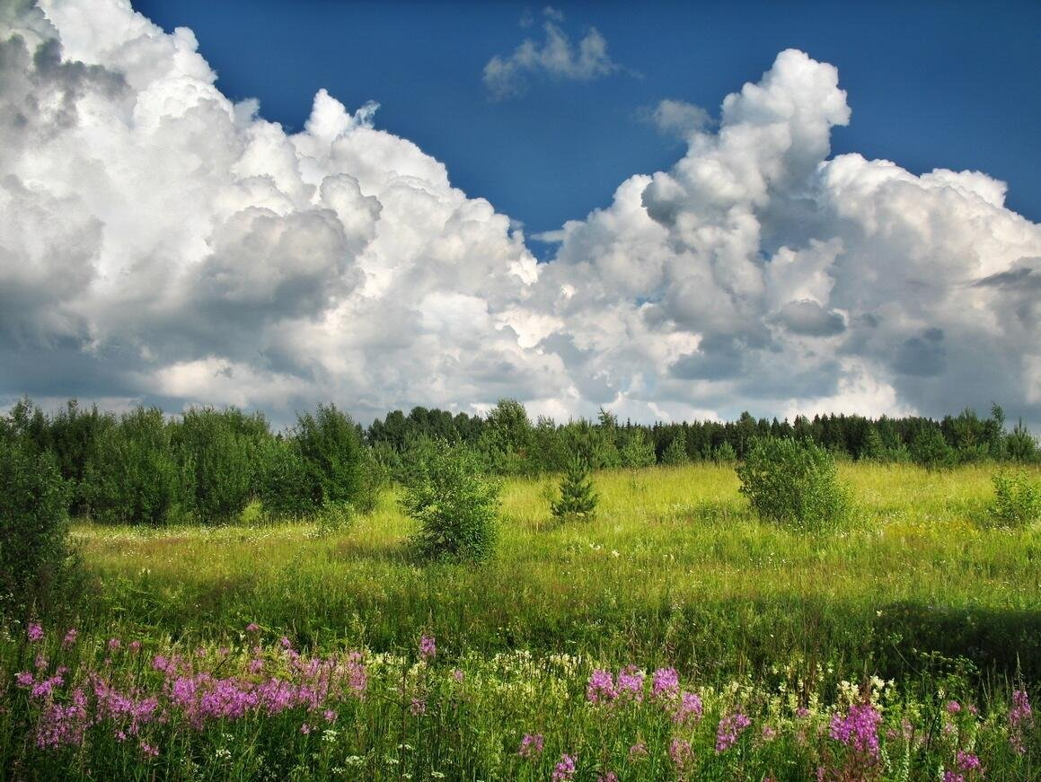 Поле лес