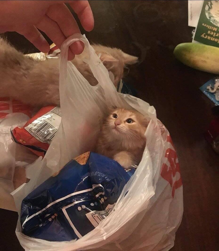 Кот с пакетом