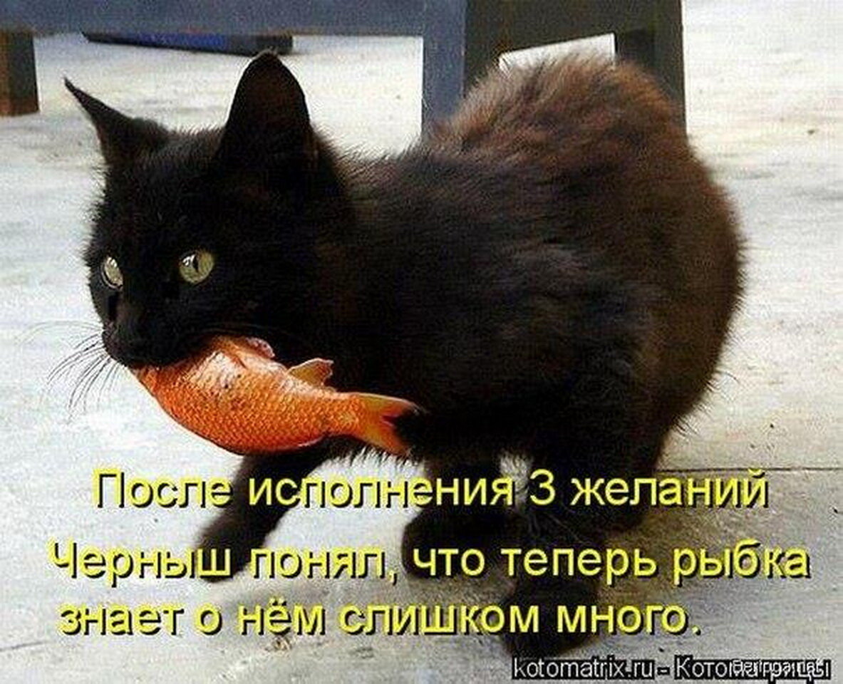 Черный кот приколы