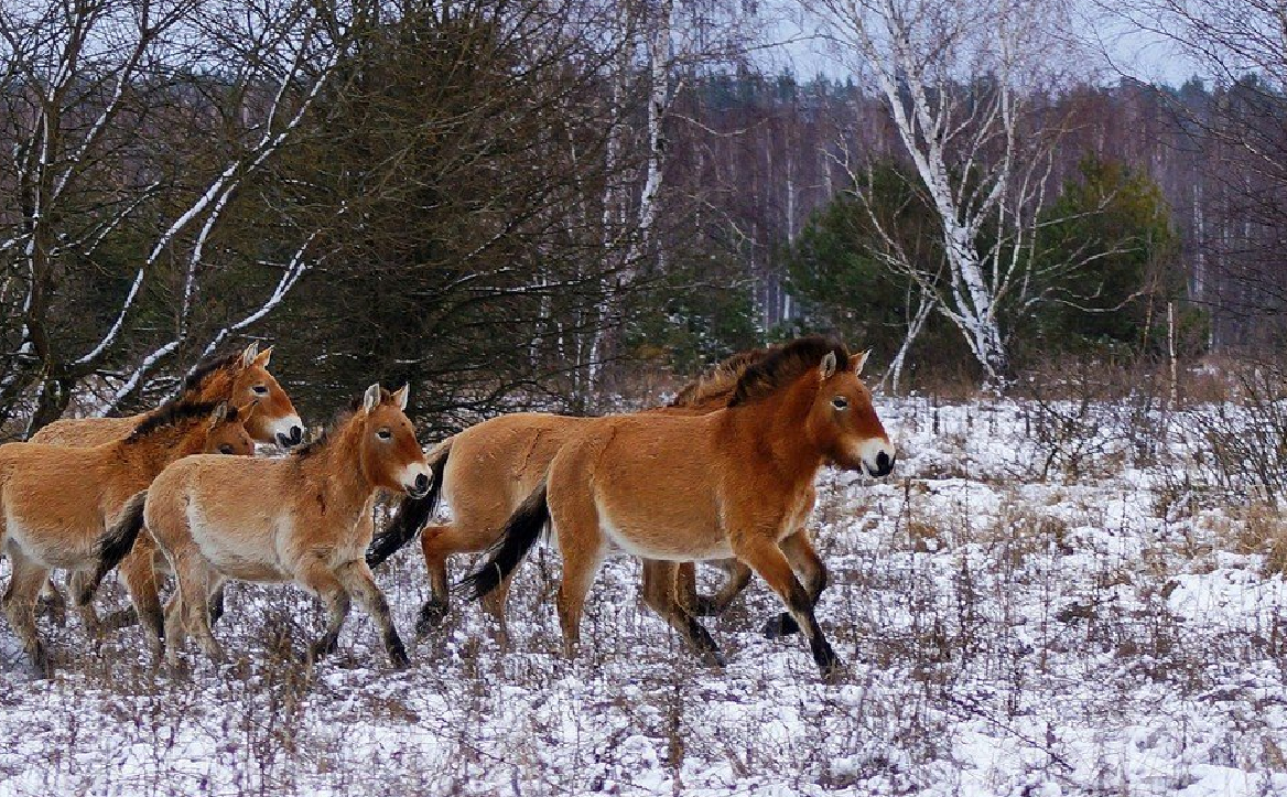 Картинки животных из чернобыля
