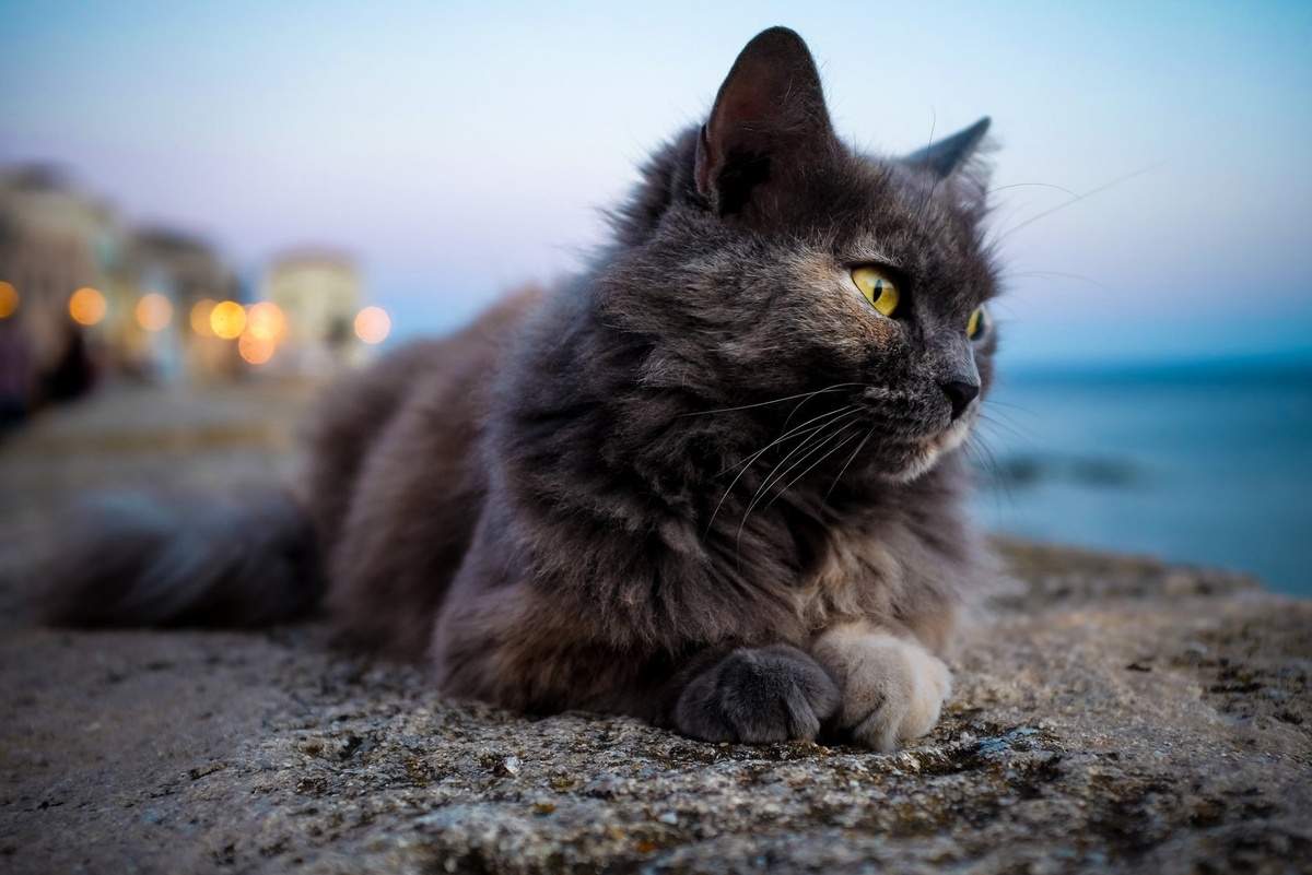 Кот обои