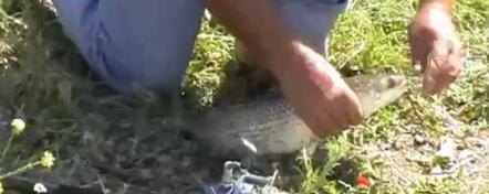 Ловля пеленгаса в июне