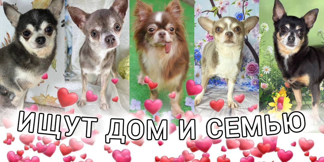 Чишки ИЩУТ ДОМ! Уникальные собачки из Домика Мелкашей ждут вас уже в эти выхожные в Балашихе! Приезжайте!
