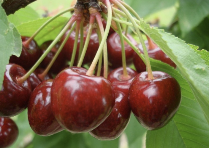 Черешня без птиц: как сохранить урожай без сеток и сложных конструкций 🍒🕊️