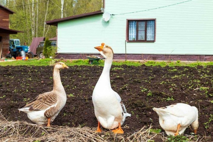 Гуси на дачном участке – достоинства и недостатки