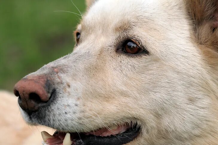 Под Новосибирском женщина сбила собаку и потребовала с ее владельца 300 тысяч