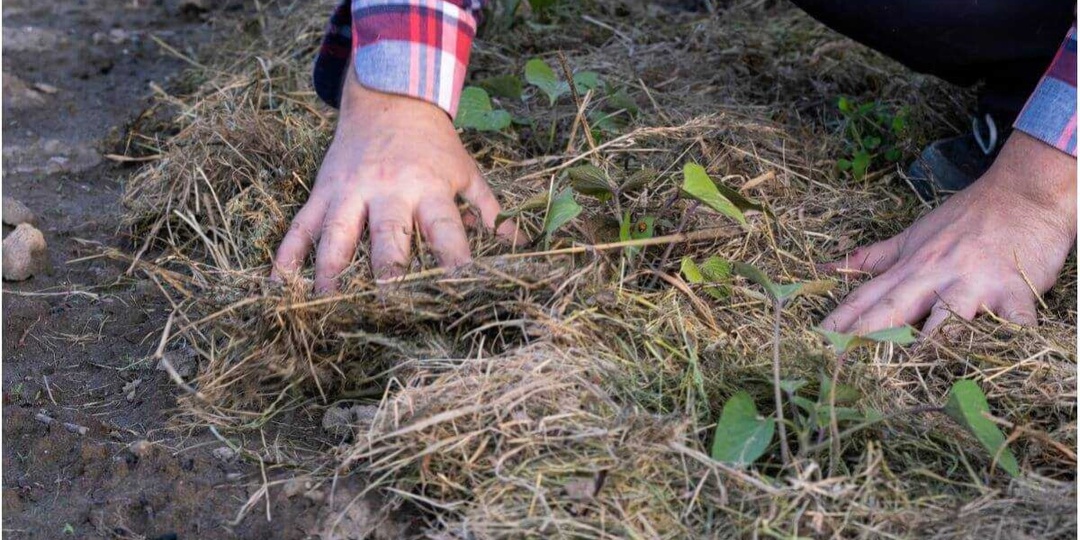 Можно ли уже мульчировать грядки или земля еще слишком холодная? Все о сроках и особенностях весеннего мульчирования посадок рассказали в
