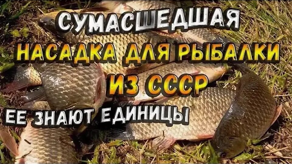 В Советском Союзе существовала малоизвестная насадка для рыбалки, которая до сих пор работает и зимой, и летом, даже при холодной воде.