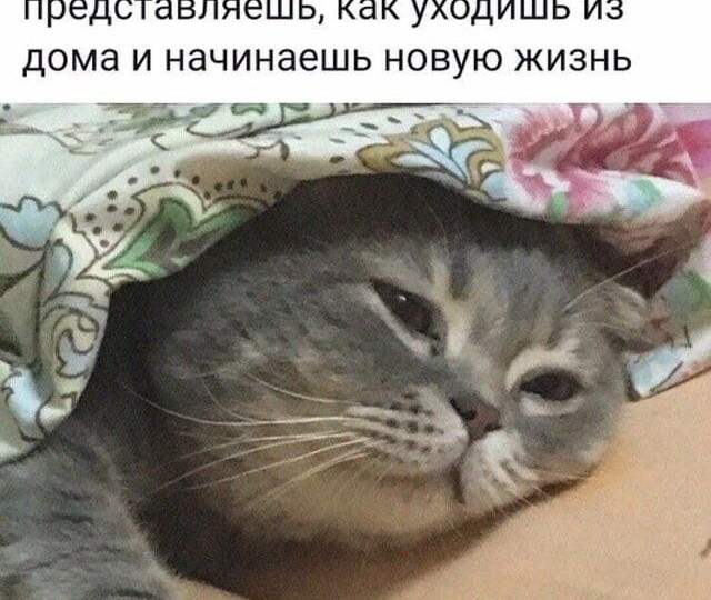 Мемы про кошек и собак, забавная подборка
