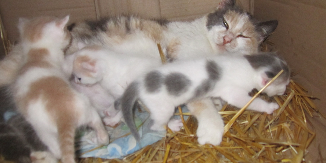 Кошка, Котята и глазки!