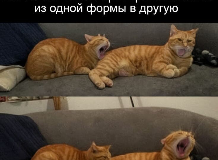 Мемы с кошками, свежая порция позитива