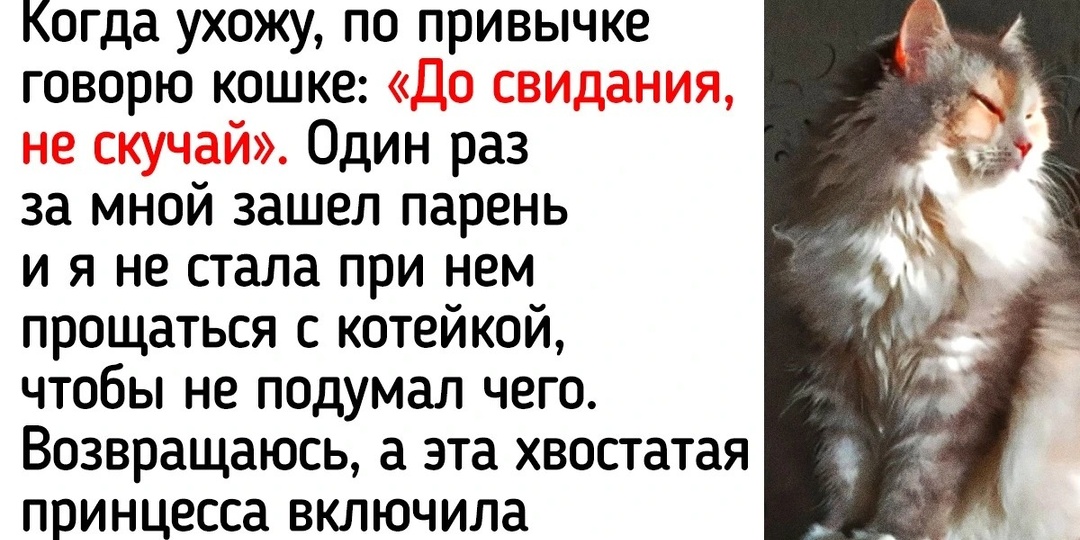 20+ человек рассказали о привычках, которые появились у них благодаря любимым хвостикам