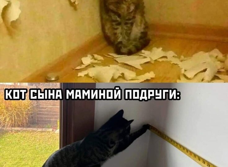 Мемы с пушистиками