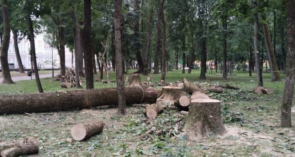 Задержан 50-летний гражданин за вырубку рославльских лесов на сумму в 14,9 млн рублей