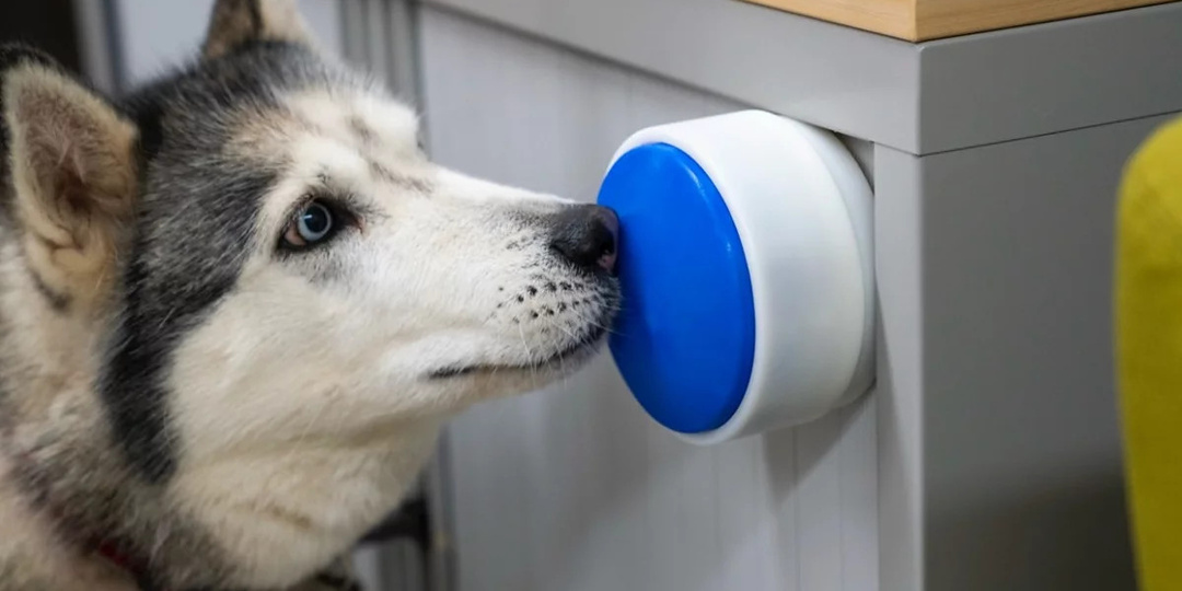 Большая синяя кнопка Dogosophy поможет собакам-хелперам управлять бытовыми приборами