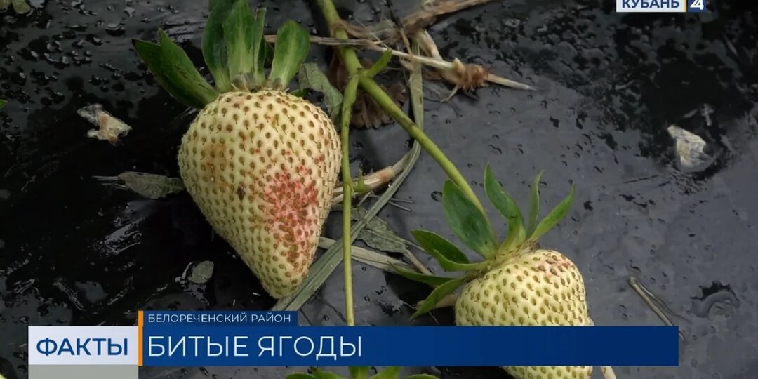 Эксперты уверены, что последствия града не скажутся на цене клубники на Кубани