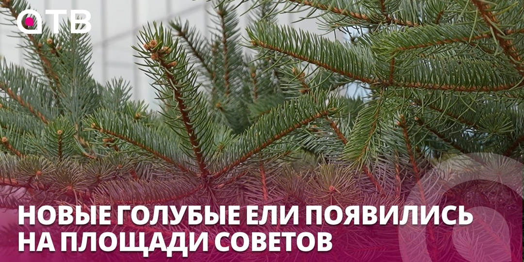 Новые голубые ели появились на Площади Советов