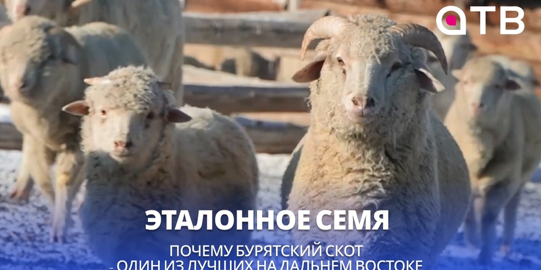 Эталонное семя! Почему бурятский скот - один из лучших на Дальнем Востоке