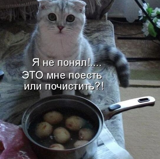 Юморные картинки с забавными зверушками