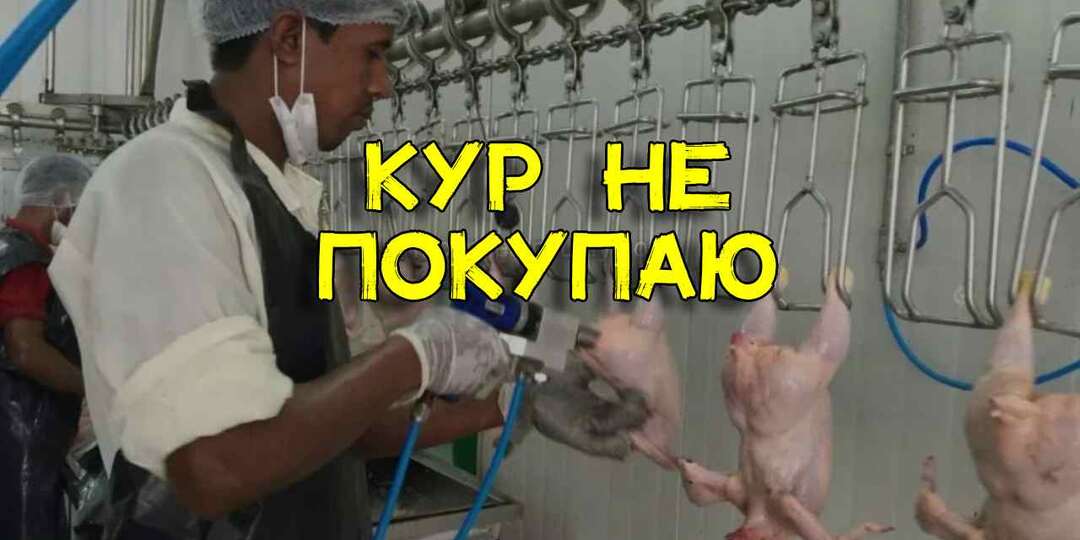 Сотрудник птицефермы объяснил, почему не покупает кур в магазинах