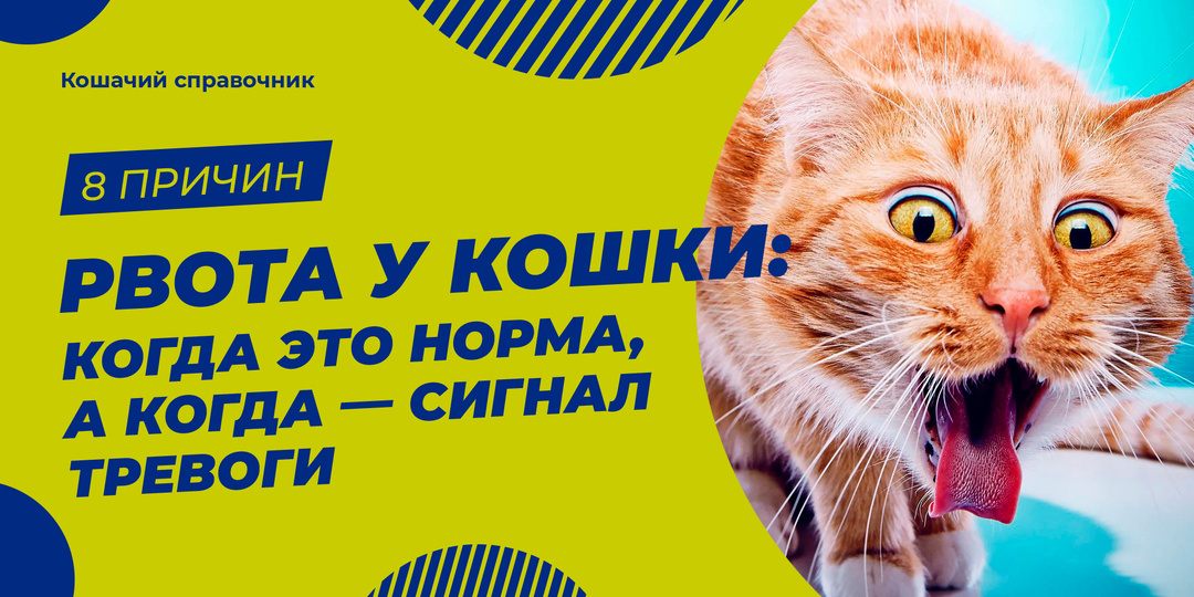 Рвота у кошки: когда это норма, а когда — сигнал тревоги