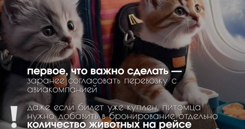 Путешествие с питомцем: Как не испортить отпуск себе и хвостику (чек-лист от экспертов)
