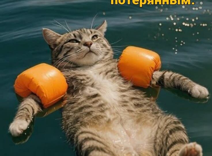 Кото мемы, пушистый юмор