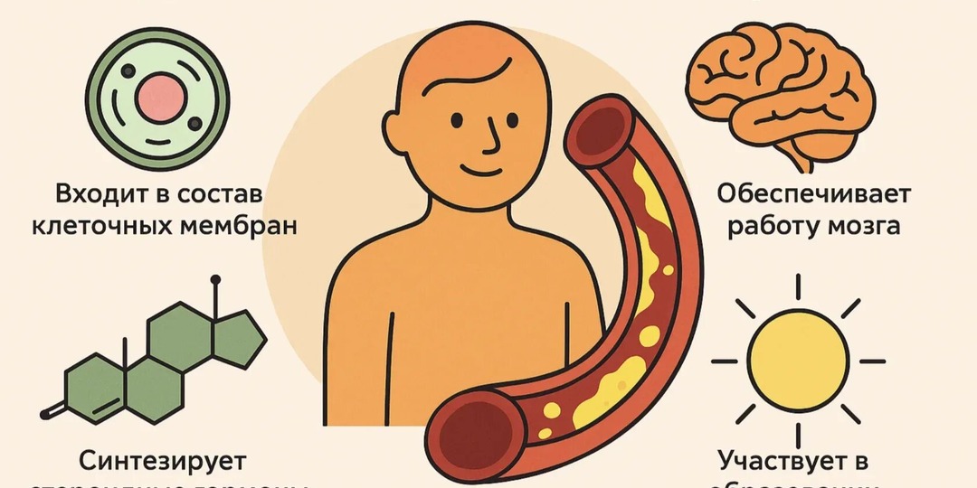 Почему ваш холестерин 6.5 — это нормально, а 4.2 — опасно?